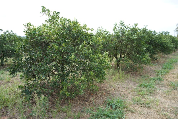 piantagione di arance nella fattoria