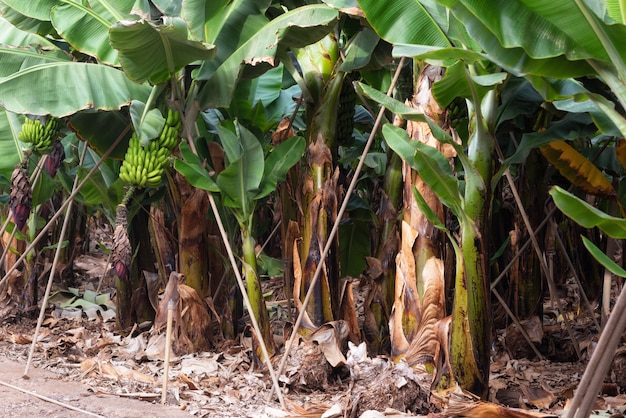 Piantagione di banane a Tenerife, Isole Canarie, Spagna.