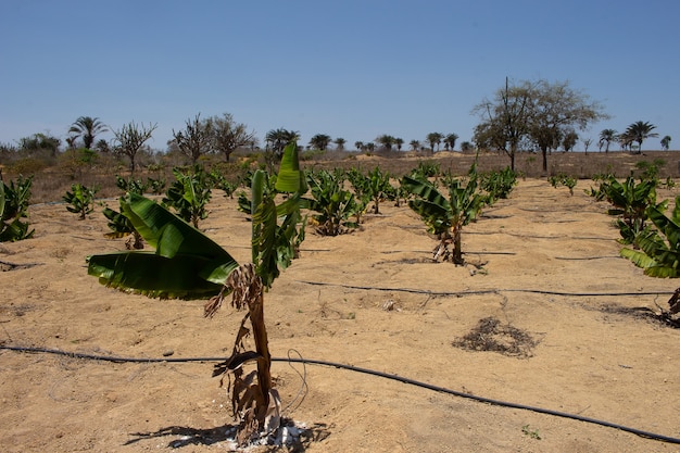 Piantagione di banane irrigata in un luogo asciutto in una giornata di sole