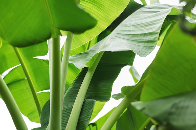 Piantagione di banane separata dallo sfondo bianco