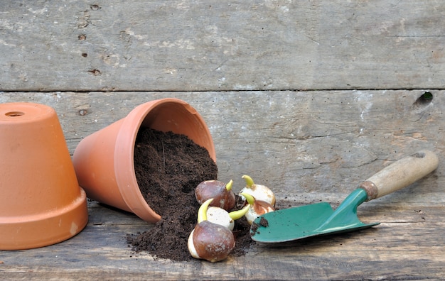 Piantagione di bulbi di tulipano