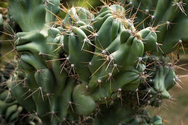 Piantagione di cactus verde