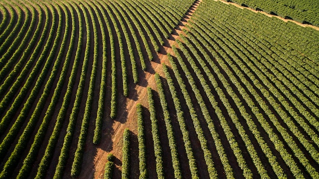 Piantagione di caffè vista aerea nello stato di Minas Gerais - Brasile