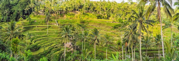 Piantagione di campi di riso a cascata verde sulla terrazza di Tegalalang. Bali, Indonesia.