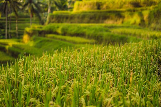 Piantagione di campi di riso a cascata verde sulla terrazza di Tegalalang. Bali, Indonesia.