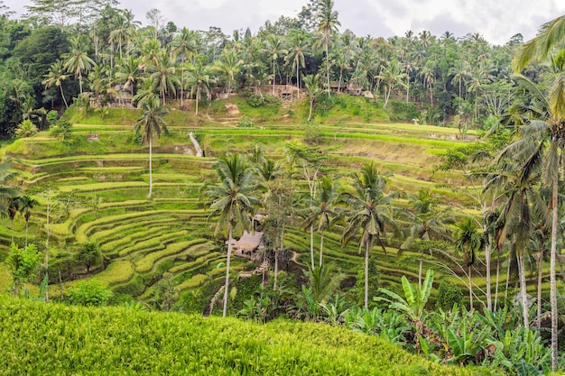 Piantagione di campi di riso a cascata verde sulla terrazza di Tegalalang. Bali, Indonesia