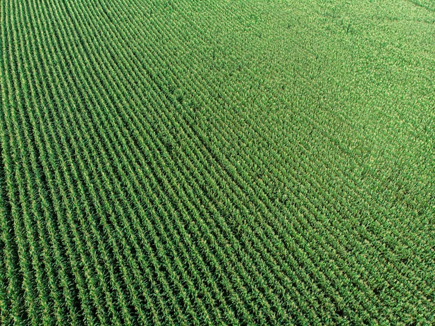 Piantagione di campo di mais mais verde nella stagione agricola estiva.