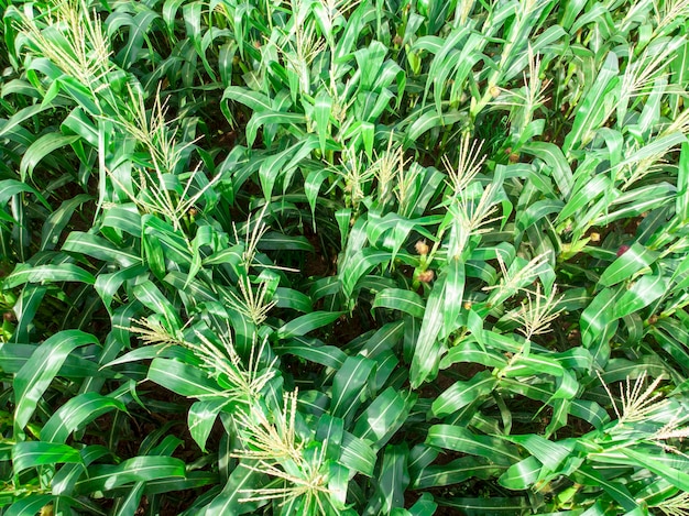 Piantagione di campo di mais mais verde nella stagione agricola estiva.