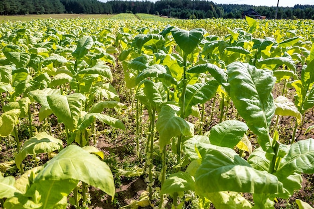 Piantagione di campo di tabacco sotto il cielo blu con grandi foglie verdi