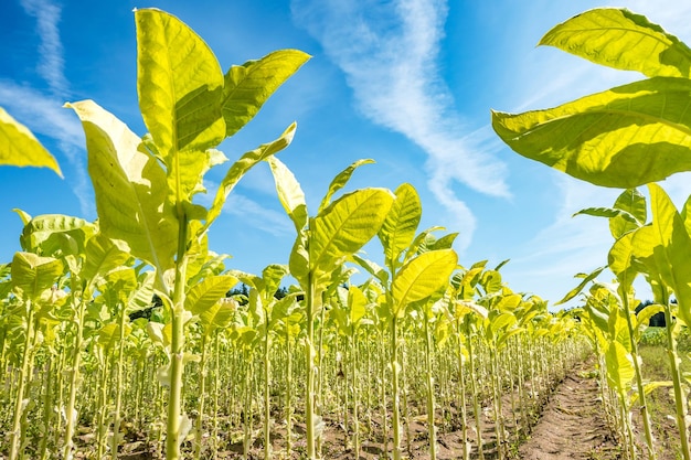 Piantagione di campo di tabacco sotto il cielo blu con grandi foglie verdi