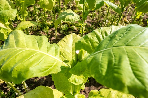 Piantagione di campo di tabacco sotto il cielo blu con grandi foglie verdi