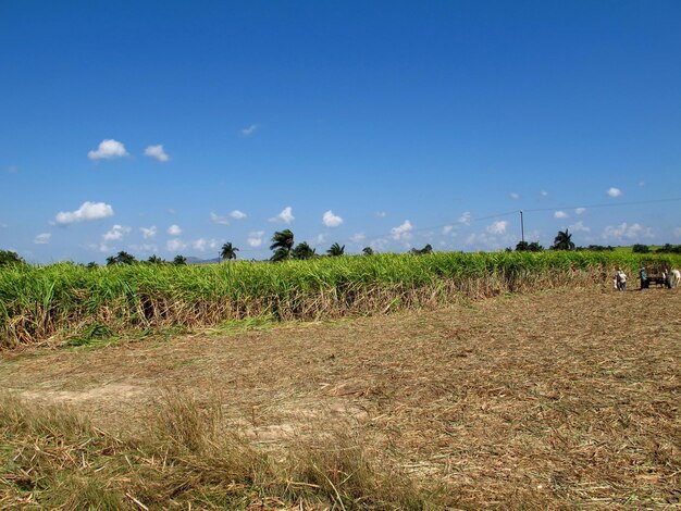 Piantagione di canna da zucchero a Cuba