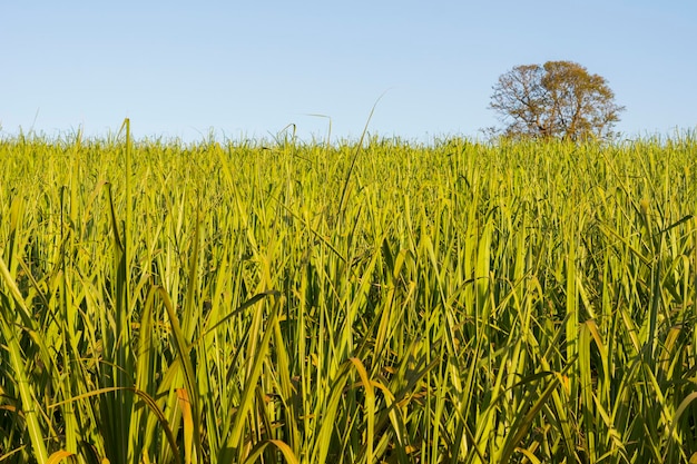 Piantagione di canna da zucchero brasiliana in giornata di sole