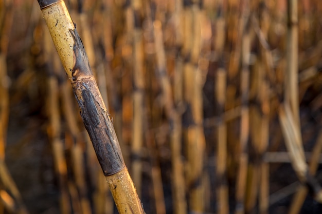 Piantagione di canna da zucchero bruciata