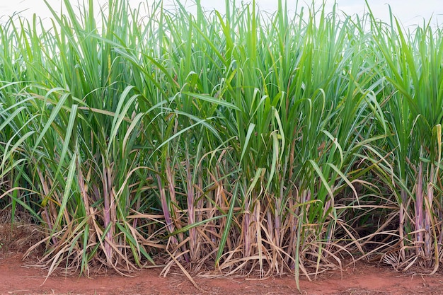 Piantagione di canna da zucchero in una giornata di sole