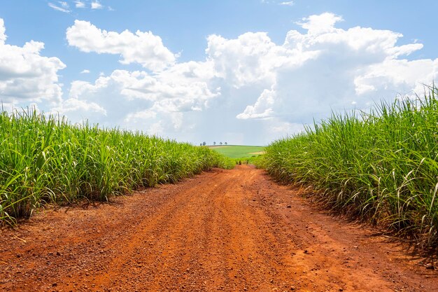 Piantagione di canna da zucchero in una giornata di sole