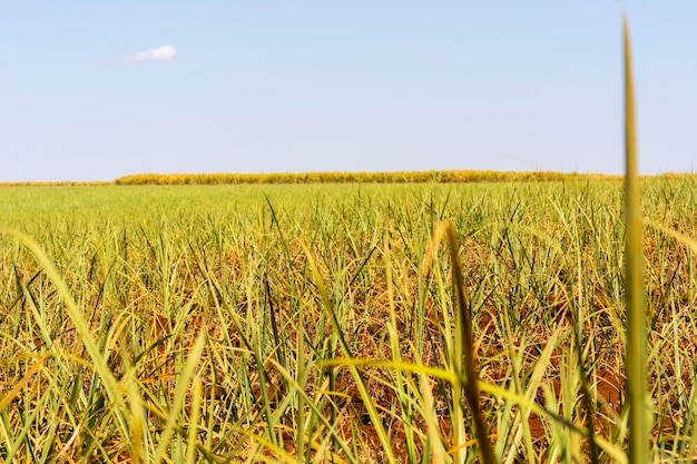 Piantagione di canna da zucchero in una giornata di sole