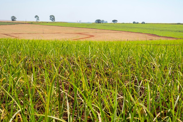 Piantagione di canna da zucchero in una giornata di sole