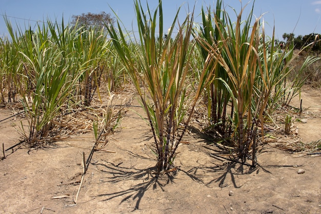 Piantagione di canna da zucchero irrigata in un luogo asciutto in una giornata di sole