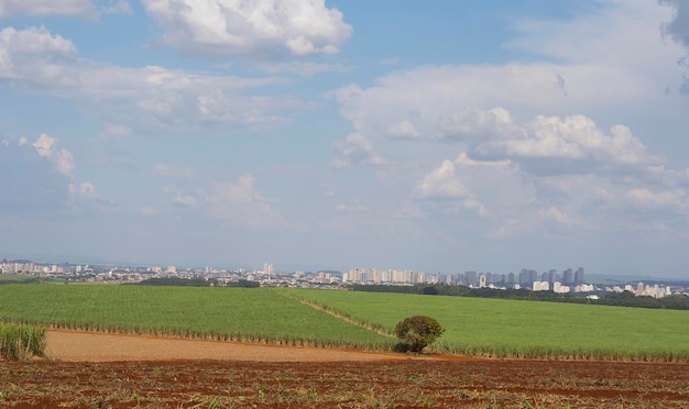 Piantagione di canna da zucchero nella città di Ribeirao Preto