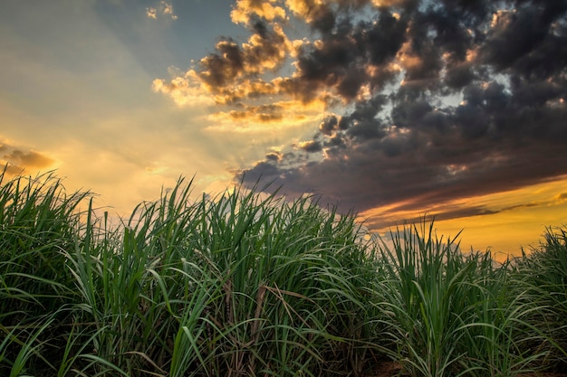 Piantagione di canna da zucchero su un tramonto.