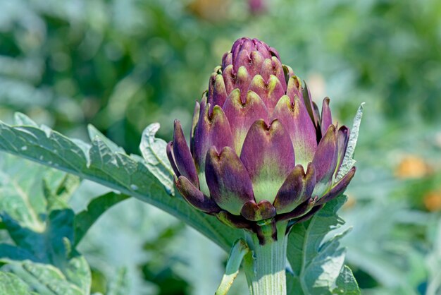 Piantagione di carciofi in fiore