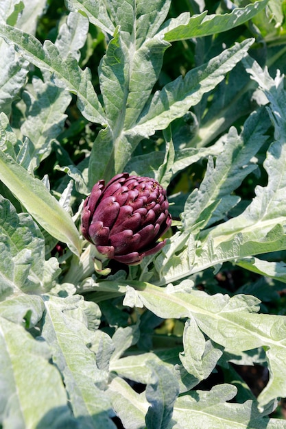 Piantagione di carciofi in fiore