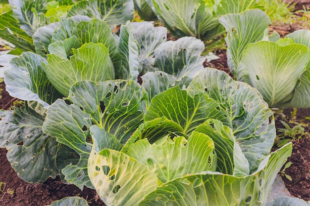 Piantagione di cavolo in giardino, in una giornata di sole.