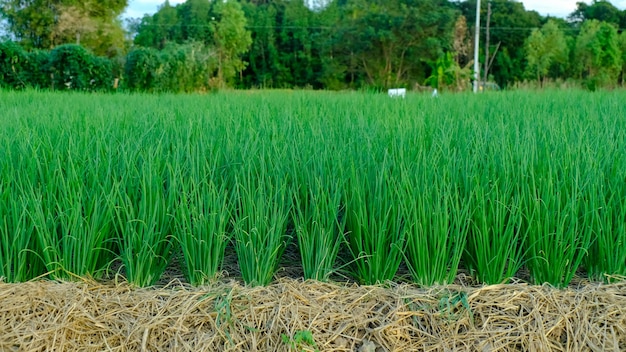 Piantagione di cipolle nel paese