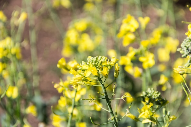 Piantagione di colza fiorita in primavera nel giardino