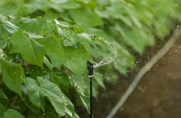 Piantagione di cotone con sistema di irrigazione.