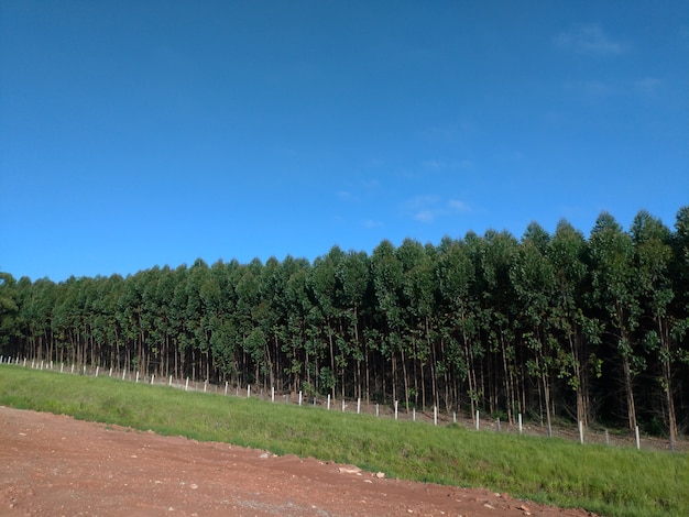Piantagione di eucalipto, vista laterale. cielo blu
