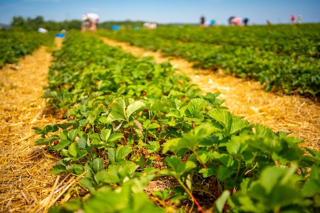 Piantagione di fragole in una giornata di sole in Repubblica Ceca