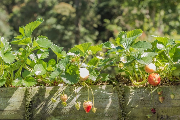 Piantagione di fragole