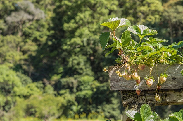 Piantagione di fragole