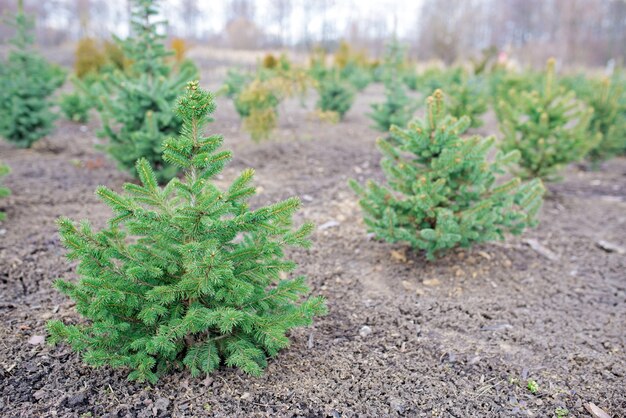 Piantagione di giovani alberi di Natale di abete verde, abete nordmann e un'altra coltivazione di piante di abete, pronti per la vendita per le celebrazioni di Natale e Capodanno