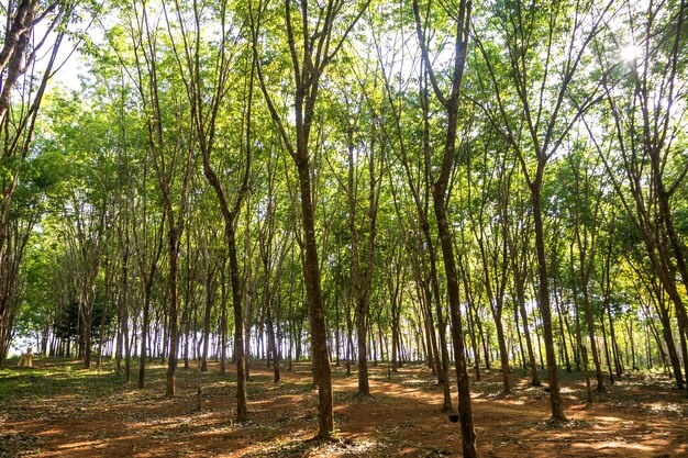 Piantagione di gomma dell'albero della gomma Bella linea di alberi da albero della gomma