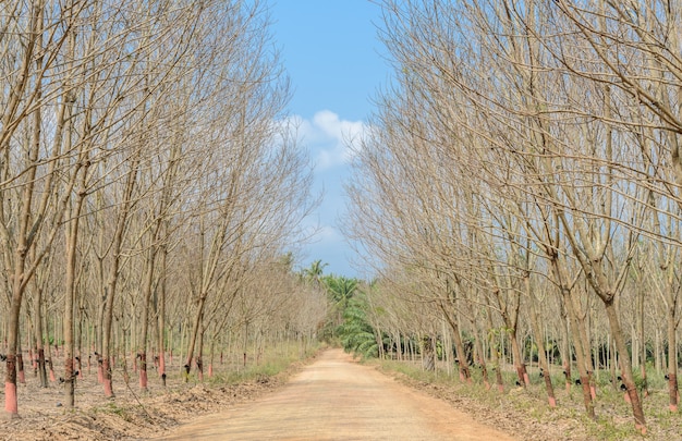 Piantagione di gomma in autunno