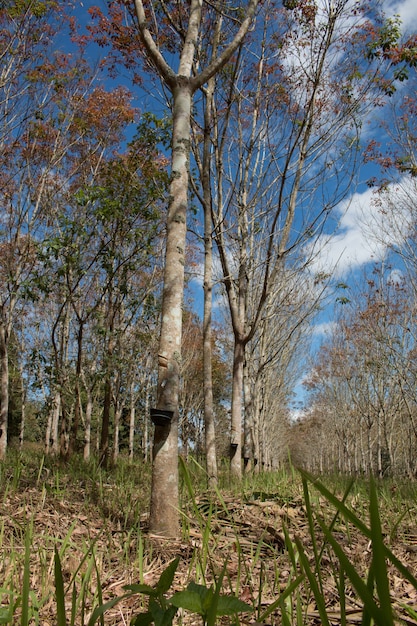 Piantagione di gomma paesaggio durante il giorno con il cielo blu