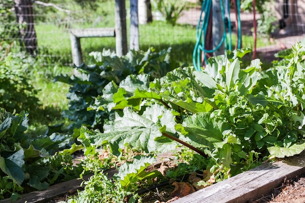 Piantagione di inizio estate nel giardino urbano.