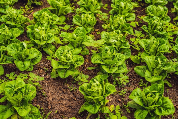 Piantagione di insalata di lattuga Butterhead, foglie di verdure biologiche verdi