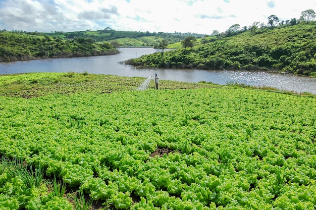 Piantagione di lattuga a Lagoa Seca Paraiba Brasile Agricoltura brasiliana