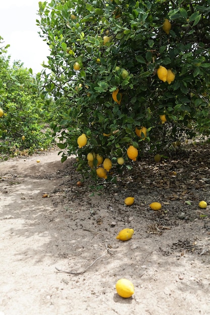 Piantagione di limoni raccolto non raccolto Mancanza di manodopera Mancanza di ordini e acquirenti Crisi economica