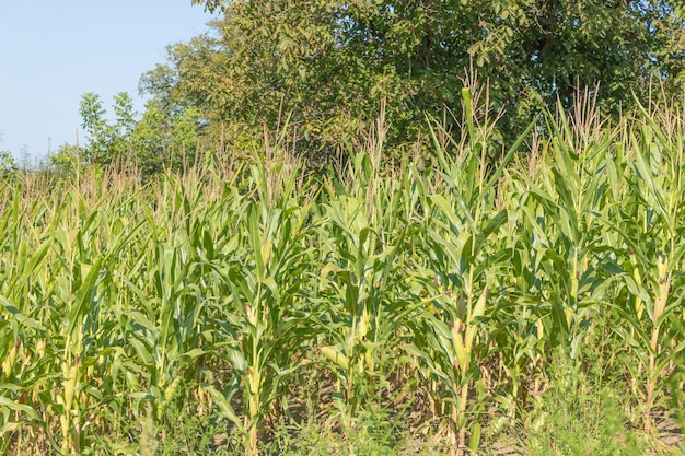 Piantagione di mais sul campo fotografata in pieno sole