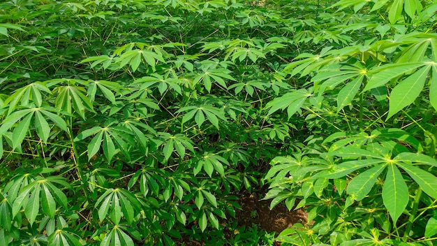 piantagione di manioca albero a foglia verde