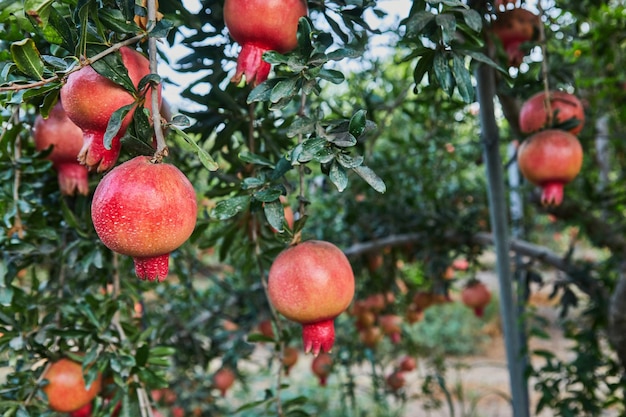 Piantagione di melograni nella stagione del raccolto, grande frutto per Rosh Hashanah