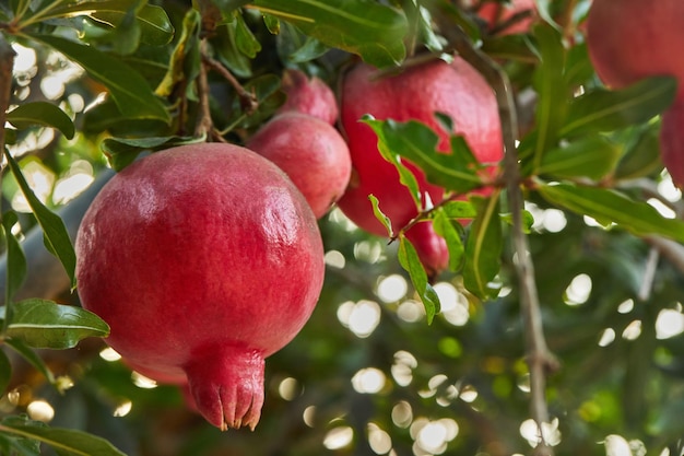 Piantagione di melograni nella stagione del raccolto sotto i raggi del sole all'alba Grandi frutti per Rosh Hashanah