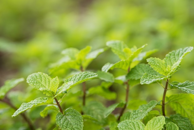 Piantagione di menta piperita biologica per sfondo, menta fresca che cresce nell&#39;area di piantatura di verdure