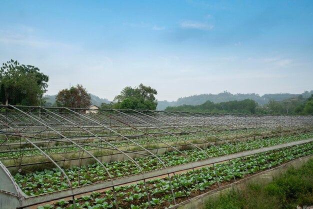 Piantagione di ortaggi rurali in Cina