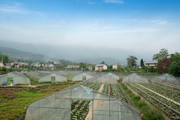 Piantagione di ortaggi rurali in Cina